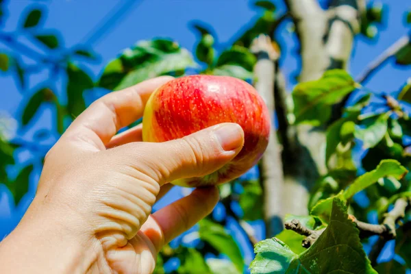 Gardening. Growing apples in the garden. Apple orchard. A ripe pink Apple in the hand of a woman against the background of green Apple leaves and blue sky in the garden on a Sunny day close-up.