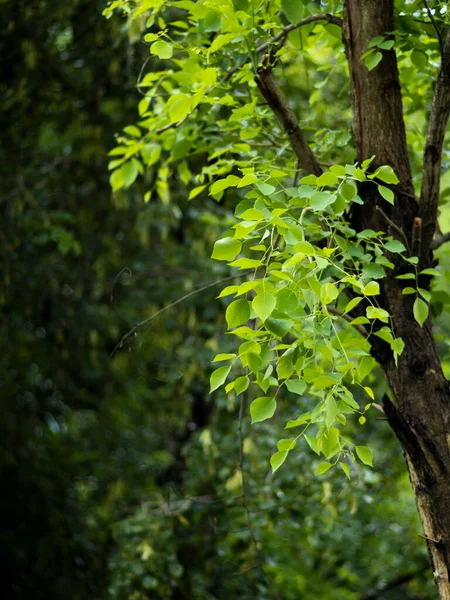 西ベンガル州の森の新しい美しい日差しの緑の葉の肖像雨の季節にフィールドの浅い深さを持つインド — ストック写真