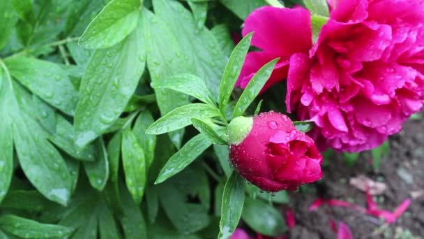 Ярко Розовые Пионы Капельками После Дождя Красивый Фон Цветами — стоковое видео