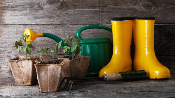 Желтые резиновые сапоги, садовые инструменты и томатные саженцы на винтажном деревянном фоне с копировальным пространством
.