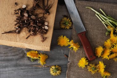 Kopya alanı olan eski ahşap arka planda öğütülmüş kökler ve karahindiba çiçekleri, tıbbi şifalı bitkiler, bitki ilaçları, geleneksel tıp, doğal kozmetik, bitki bilimi konsepti.