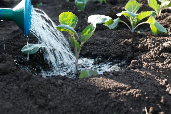 Irrigation, watering with  garden watering can of cabbage seedlings in  open field, plant care, the concept of an environmentally friendly product.