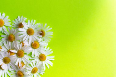 Üstten yeşil arkaplan görünümlü birçok beyaz papatya. Metin için telif alanı.