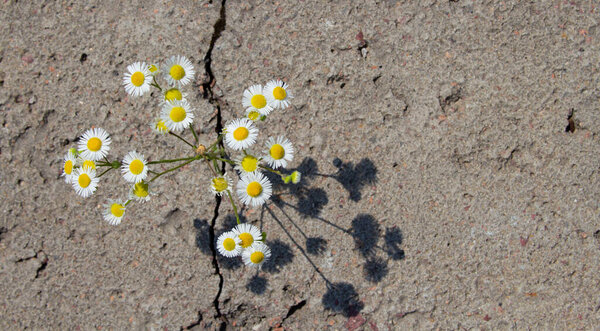 daisy through a crack in the asphalt top view. The concept of the power of nature and ecology.copyspace for text.