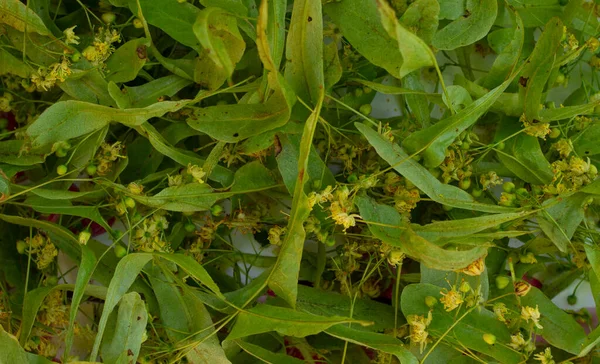 Linden çiçekleri Tilia platyphyllos bitkisel çay için kurutulur. Yukarıdan yakın görüntü