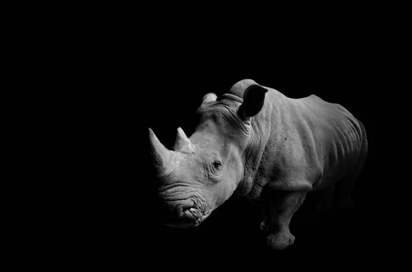 Rhino Met Zwarte Achtergrond — Stockfoto