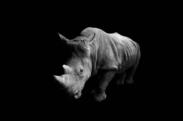 Primer Plano Rhino Con Fondo Negro — Foto de Stock