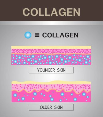 Kolajen, Koruma Cildi Vektörü.