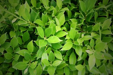  Yeşil Yapraklar arka plan, yeni duvar kağıdı kavramı.