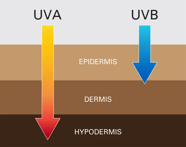 Skin Compare Protect Both Uva Uvb — Stock Vector