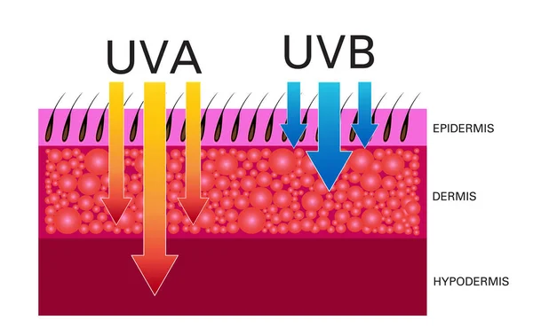 Confronto Della Pelle Proteggere Sia Uva Uvb — Vettoriale Stock