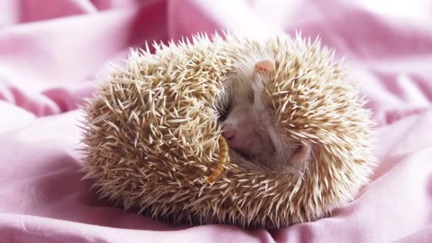 Hedgehog Enano Despierta Porque Obtener Olor Gusano Parrilla Comer Looking — Vídeos de Stock