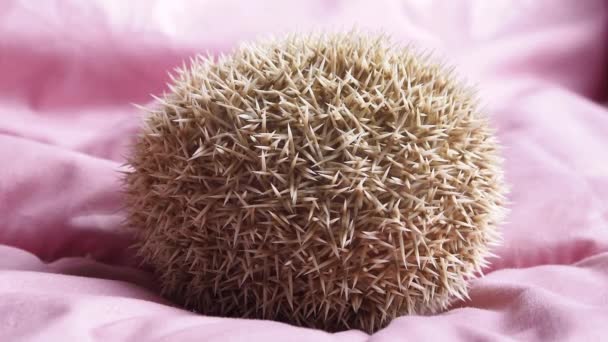 Dwarf Hedgehog Sleeping Shape Show Quill Back Protection Quill Have — Stock Video