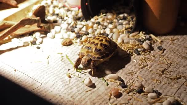 Russische Schildkröte Kind Essen Morgen Ruhm Gemüsefutter Drinnen Holzkiste Mit — Stockvideo