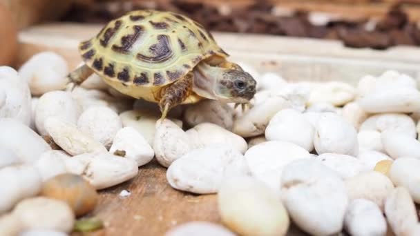 Posición Cercana Tortuga Rusa Caminando Lentamente Sobre Piedra Blanca Casa — Vídeo de stock