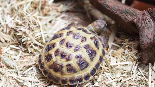 Schildkrötenpanzer Nahaufnahme Detail Der Russischen Schildkröte Auf Gras Garten Auf — Stockvideo