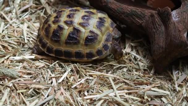 俄罗斯龟爬行动物在木箱顶部的木头下面慢慢地挖掘 — 图库视频影像