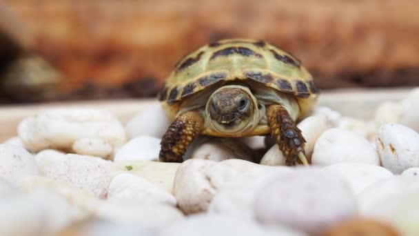 Close Pose Russian Tortoise Slowly Walking White Stone Wood House — Stock Video