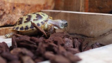 Rus Kaplumbağa 'nın yakın duruşu. Tahta evdeki çam ağacının üzerinde yavaşça duruyor..