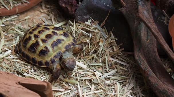 Russische Schildkröte Reptil Läuft Langsam Auf Gras Holzhaus Box Von — Stockvideo