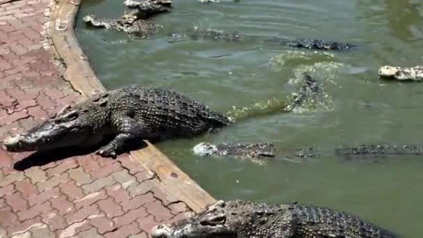 Krokodil bewegt sich rückwärts zum Pool im Zoo.