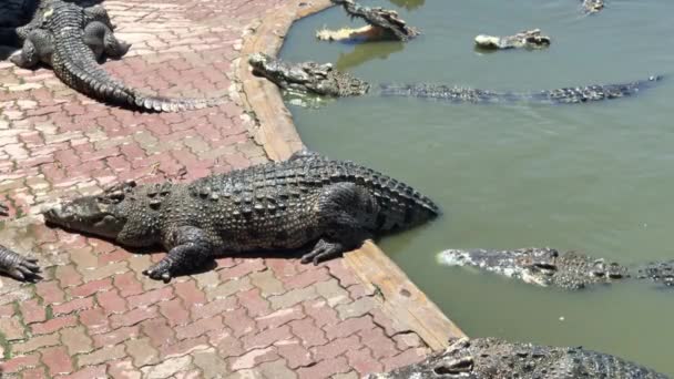 Crocodilo Dormindo Fronteira Piscina Esperar Comida Zoológico Tailândia — Vídeo de Stock