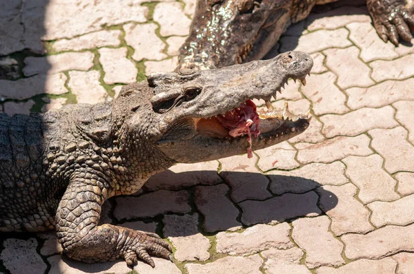 Alimentar Crocodilo Carne Fresca Zoológico Tailândia — Fotografia de Stock