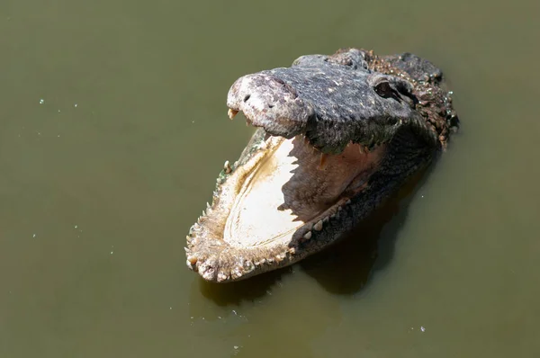 Всередині Пащі Крокодила Болоті Зоопарку Таїланду — стокове фото