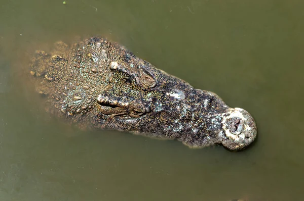 Gros Plan Sur Crocodile Crânien Dans Les Marais — Photo