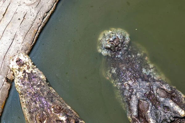 Зоопарку Таїланду Два Крокодили Височіють Догори — стокове фото