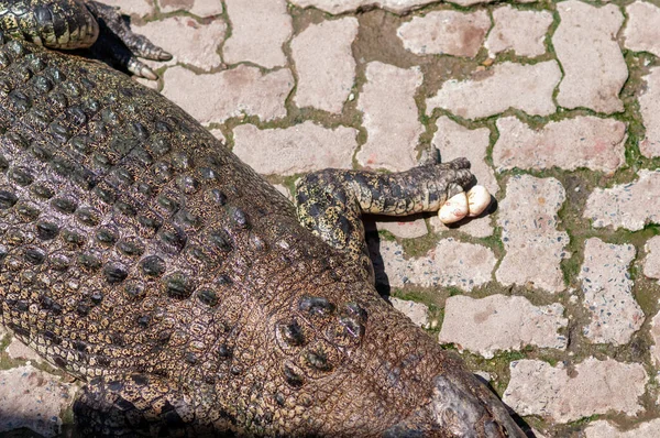 Tumor Dedo Dianteiro Esquerdo Crocodilo Doente Zoológico Tailândia — Fotografia de Stock