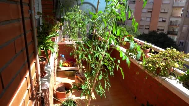 Utsikt Över Urban Trädgård Balkong Med Tomatplantor Och Olika Krukor — Stockvideo