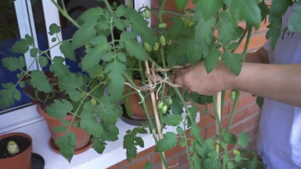Γυναίκα Καλλιεργεί Ντομάτες Μια Κατσαρόλα Στο Μπαλκόνι — Αρχείο Βίντεο