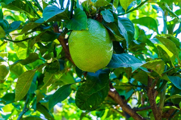 Зелені Лимони Садовому Дереві — стокове фото
