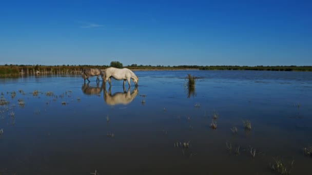 Cavalos Camargue Brancos Camargue França — Vídeo de Stock