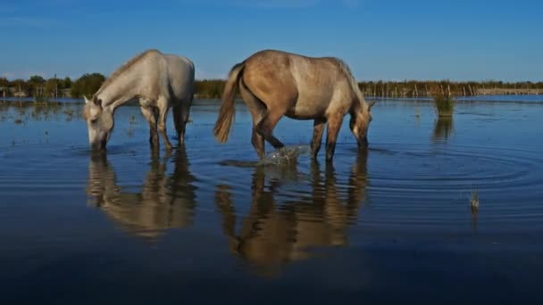 Caballos Camarote Blancos Camargue Francia — Vídeo de stock