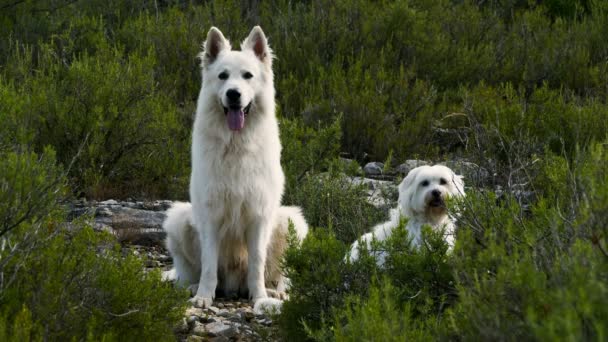 Berger Blanc Suisse Pastor Suizo Blanco Perro Doméstico Canis Lupus — Vídeo de stock