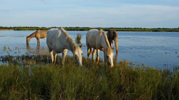 Weiße Camargue Pferde Camargue Frankreich — Stockvideo