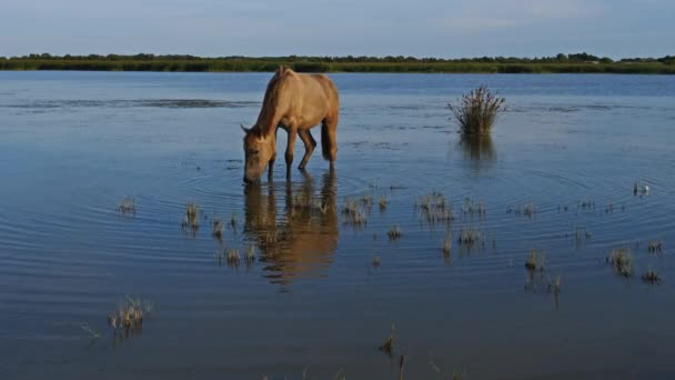 Vita Kamrathästar Camargue Frankrike — Stockvideo