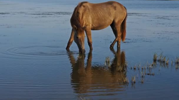 Weiße Camargue Pferde Camargue Frankreich — Stockvideo