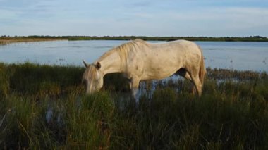 Beyaz kamp atları, Camargue, Fransa
