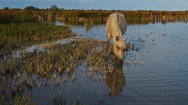 Beyaz kamp atları, Camargue, Fransa