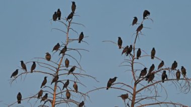 Bir ağaçta sığırcık sürüsü.