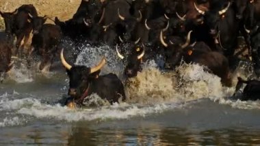Camargue boğaları, Bos Taurus, Petite Camargue, Gard, Fransa. Boğalar nehri geçiyor. Geleneksel at binicileri kamp atlarını takip ediyor.