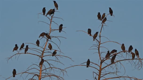 Group Common Starlings Tree — Stock Video