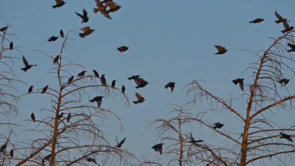 Group Common Starlings Tree — Stock Video