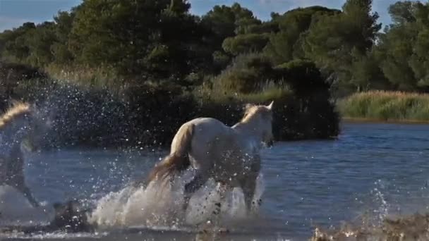 Beyaz Kamp Atı Camargue Fransa — Stok video