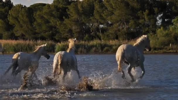 Beyaz Kamp Atı Camargue Fransa — Stok video