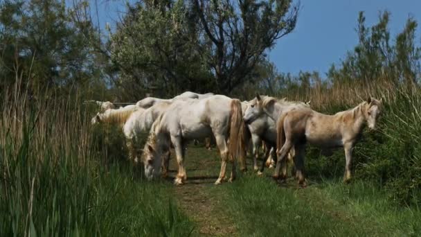 フランスのカマルグ馬の群れ — ストック動画