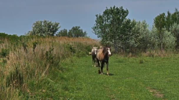 Foal White Camargue Horse Καμάργκ Γαλλία — Αρχείο Βίντεο